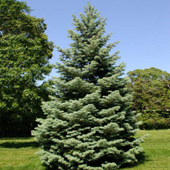    Abies Concolor